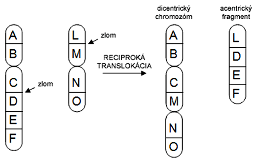 Schéma vzniku dicentrického chromozómu a acentrického fragmentu cez reciprokú translokáciu