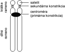 Schéma ľudského akrocentrického chromozómu