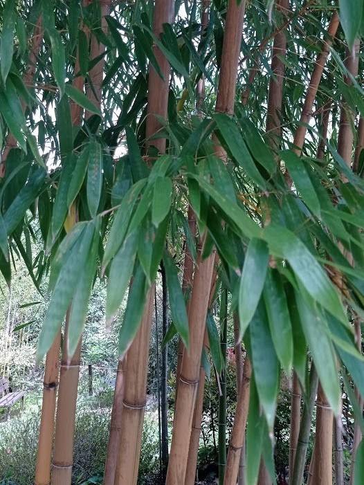 Bambus obyčajný