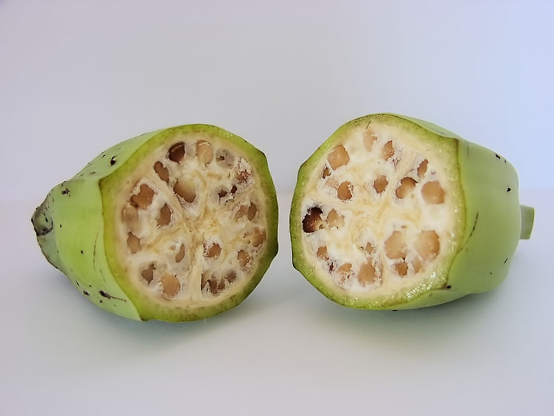 Plod divého banánu