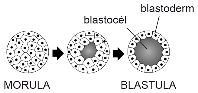 Schéma blastulácie