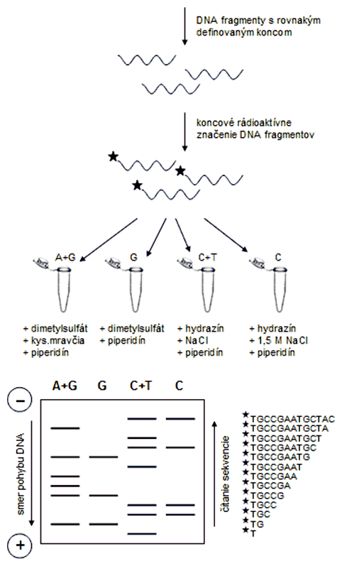 Chemická metóda sekvenovania DNA