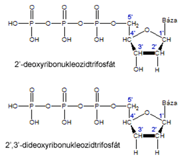 Chemická štruktúra štandardného a modifikovaného nukleotidu