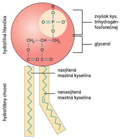 Chemické zloženie fosfolipidov