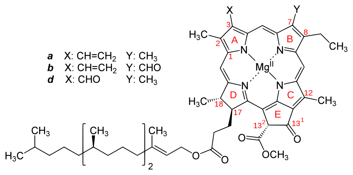 Štruktúra chlorofylu a, b, d