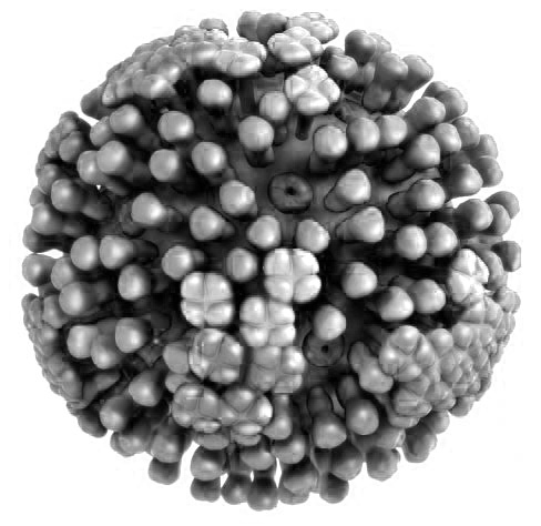 Schéma viriónu vírusu chrípky