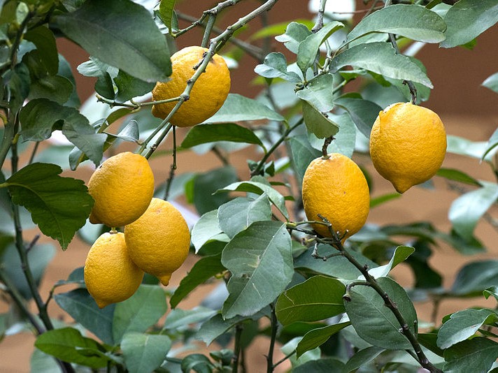 Bobuľa (citrónovník)