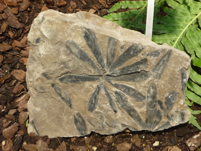 Odtlačok listu fosílnej dreviny rodu Cordaites