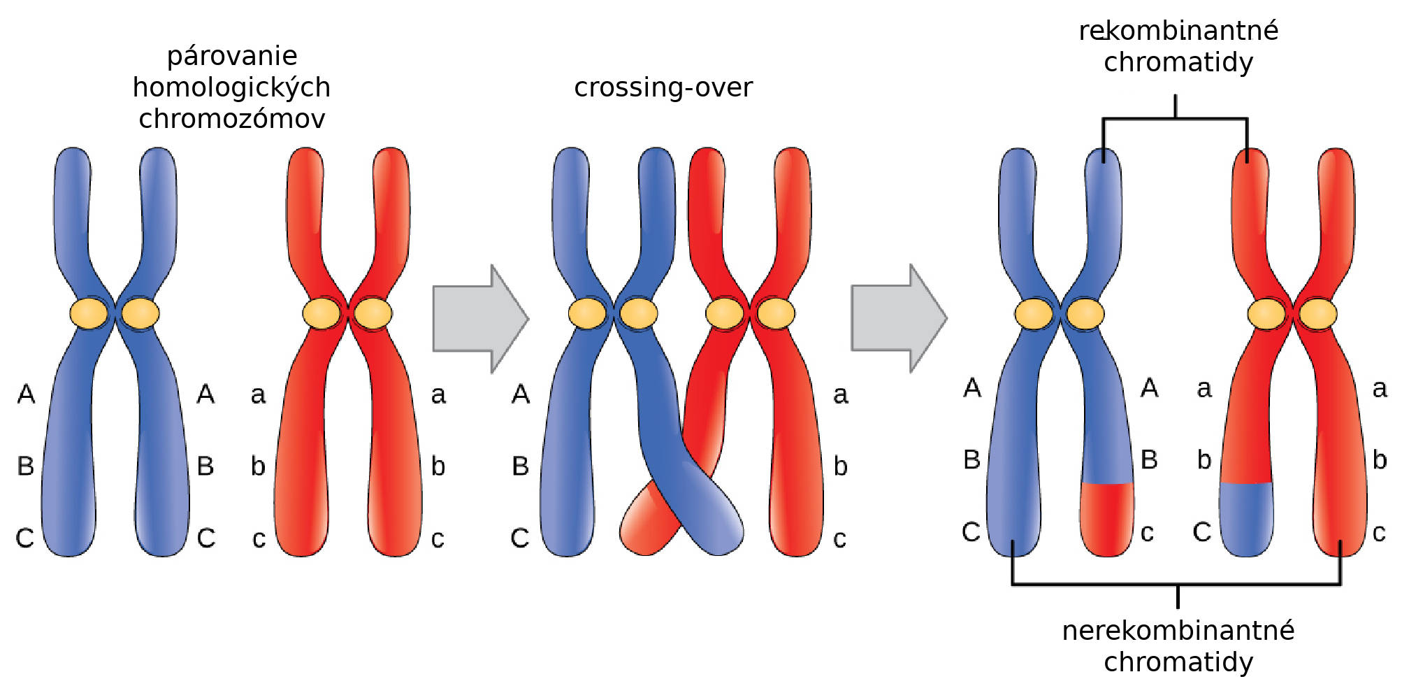 Párovanie homologických chromozómov, crossing-over a vznik rekombinantných chromatíd