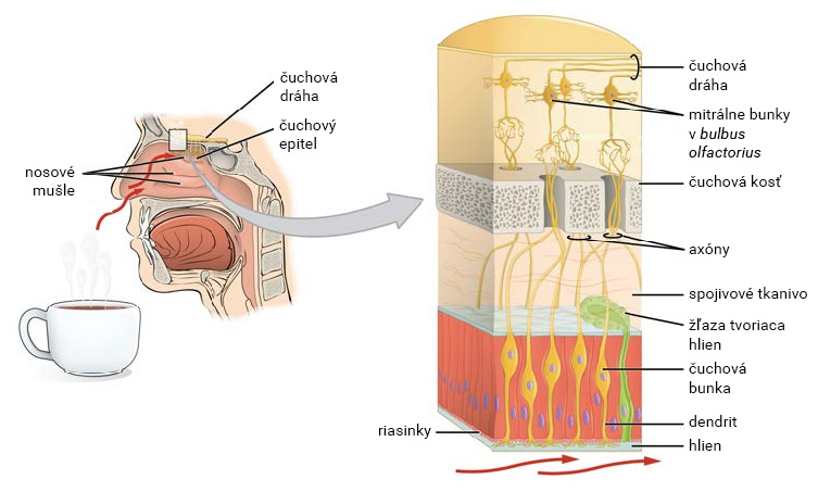 Čuchový receptor