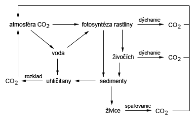 Cyklus uhlíka
