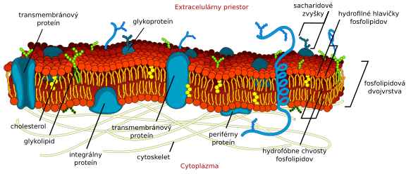 Štruktúra plazmatickej membrány
