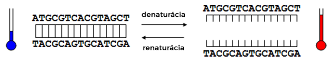 Priebeh denaturácie a renaturácie dvojvláknovej DNA