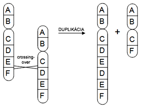 Schéma vzniku duplikácie (a delécie) cez nepravidelný crossing-over