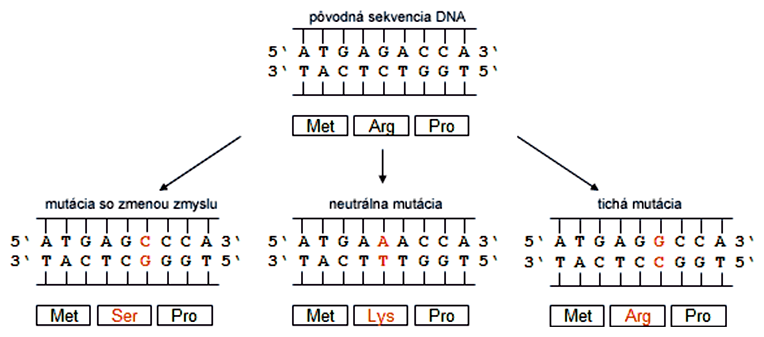 Efekt mutácií na sekvenciu aminokyselín