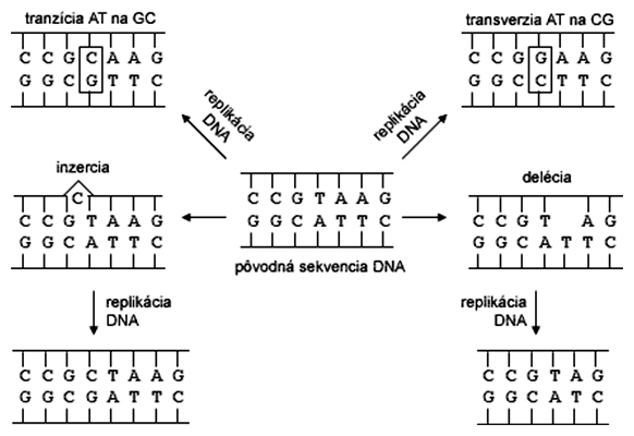 Efekt mutácií na sekvenciu DNA