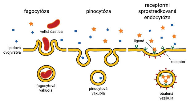 Typy endocytózy