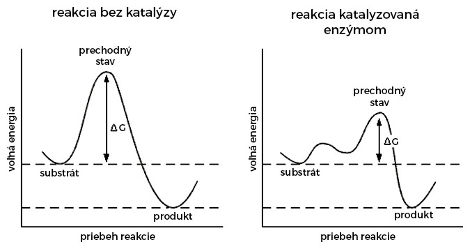 Priebeh chemickej reakcie bez katalýzy a tá istá reakcia katalyzovaná enzýmom