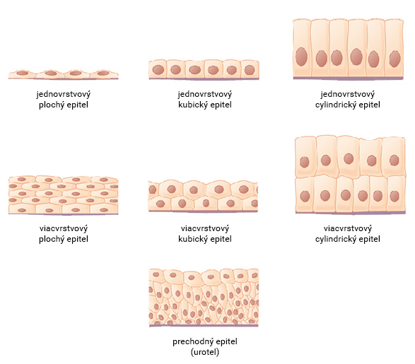 Typy epitelu podľa tvaru buniek