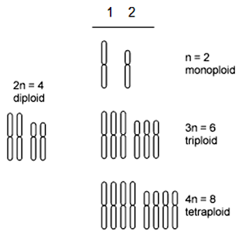Príklady polyploidie (euploidie)
