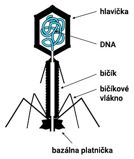 Štruktúra viriónu bakteriofága