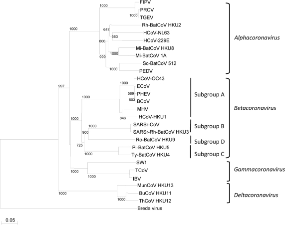Fylogenetický strom koronavírusov