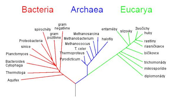 Fylogenetický strom (Woese, 1990)
