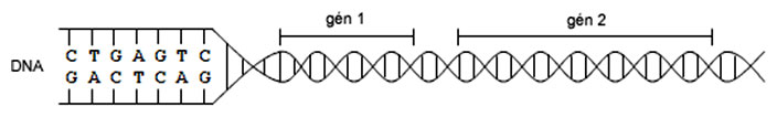 Schematické znázornenie génu na dvojzávitnici DNA
