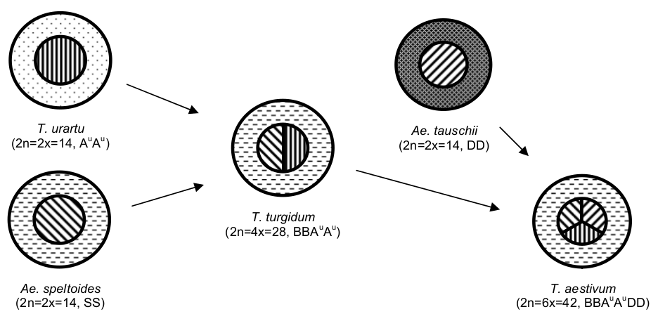 Schematické znázornenie evolúcie pšenice letnej; vonkajší kruh - genóm cytoplazmy, vnútorný kruh - jadrový genóm