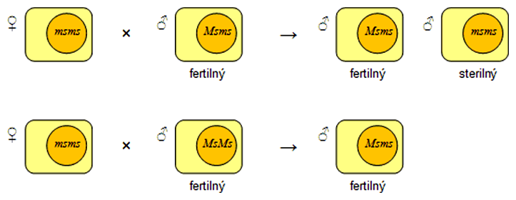 Schéma krížení pri génovej samčej sterilite