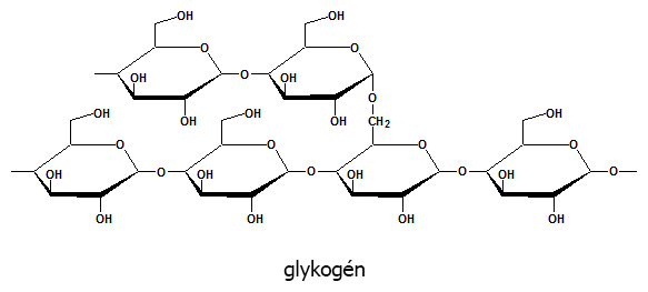 Glykogén