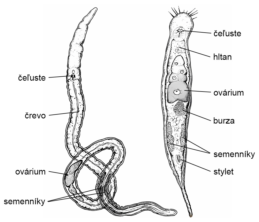 Schematické zobrazenie Filospermoidea (vľavo) a Bursovaginoidea (vpravo)