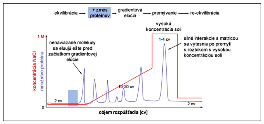 Grafický abstrakt separácie proteínov metódou ionomeničovej chromatografie