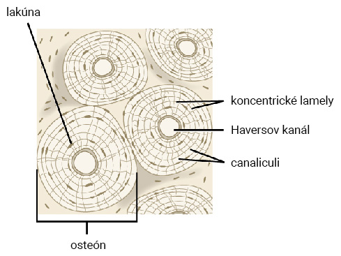 Haversov osteón