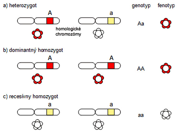 Heterozygot, dominantný a recesívny homozygot