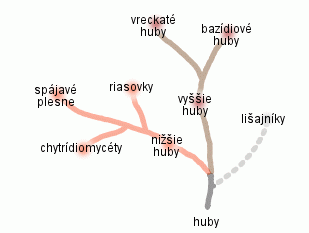 Hierarchia ríše húb (podľa Biopedia.sk, 2000)