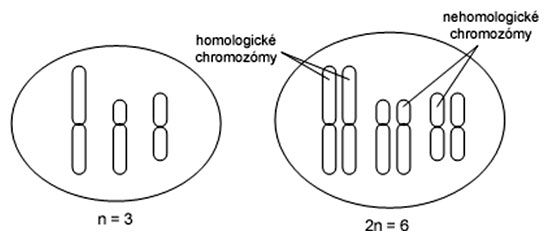 Homologické a nehomologické chromozómy