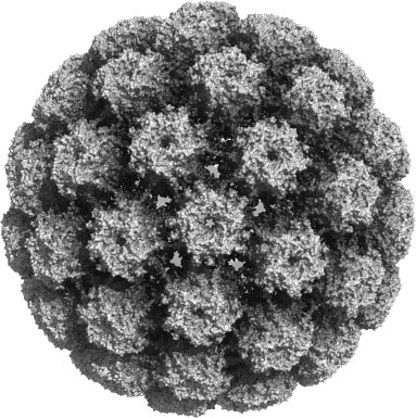 Schéma viriónu HPV