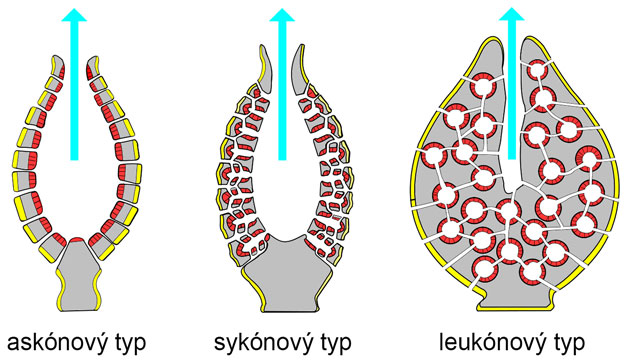 Anatomické typy hubiek