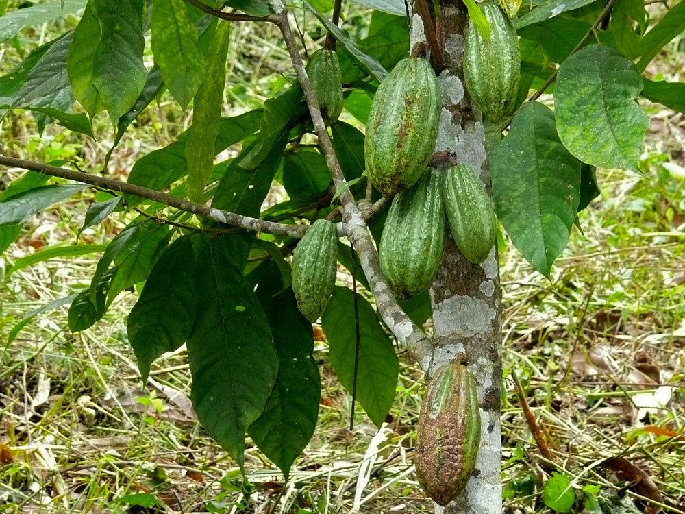 Kakaovník pravý