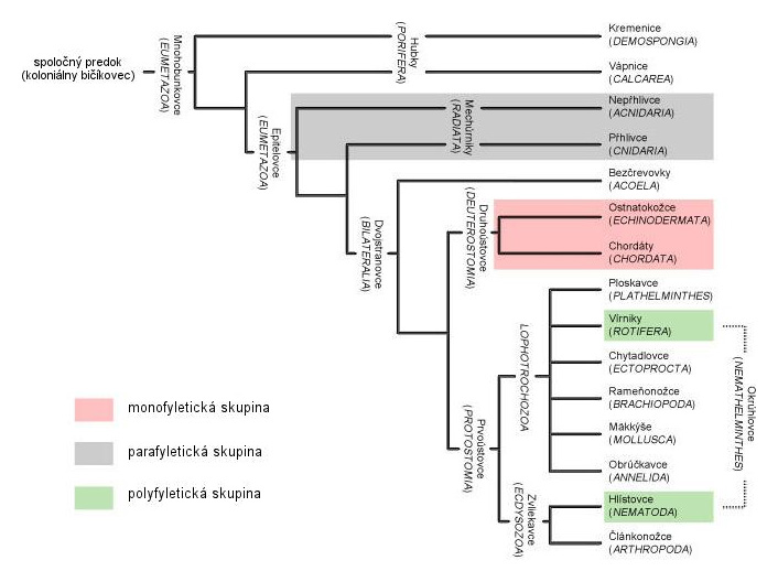 Príklad fylogenetického stromu
