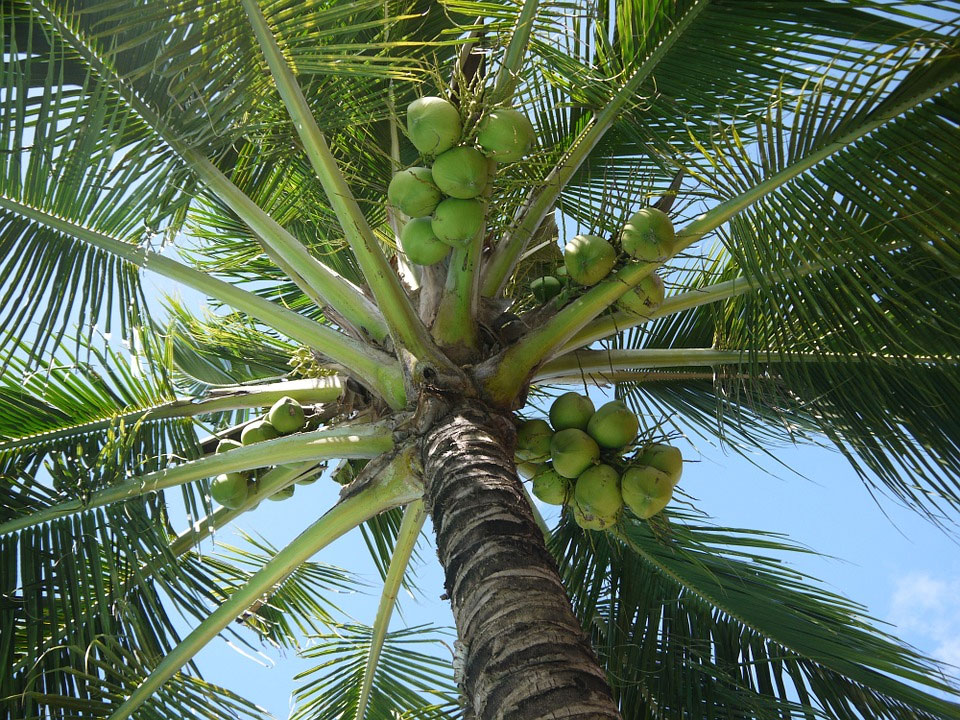 Kokosovník obyčajný