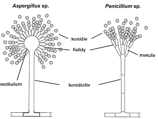 Konídiové štádiá aspergilu a penicilia