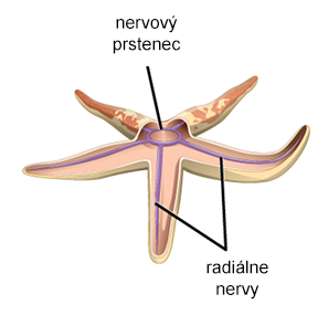Kruhová nervová sústava