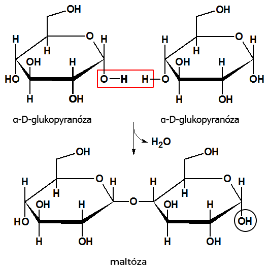 Syntéza disacharidu maltózy s redukujúcimi vlastnosťami