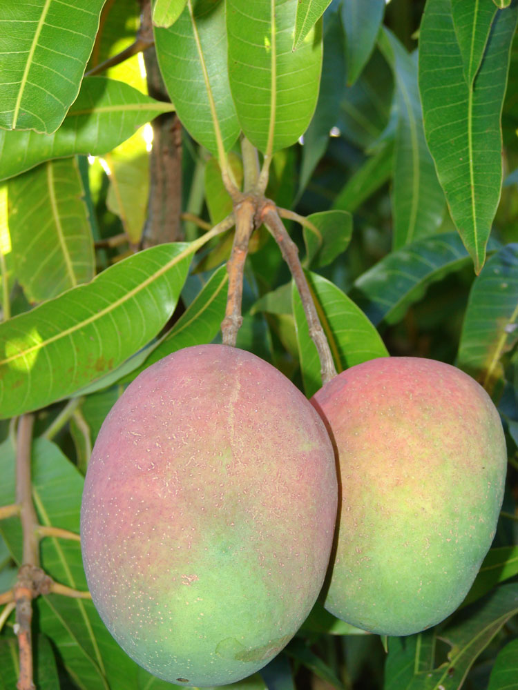 Mangovník indický