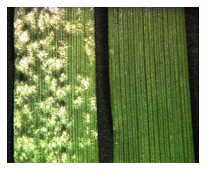 List pšenice nakazený múčnatkou Blumeria graminis (vľavo náchylná odroda, vpravo rezistentná odroda)