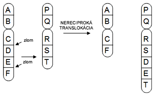 Schéma nereciprokej translokácie