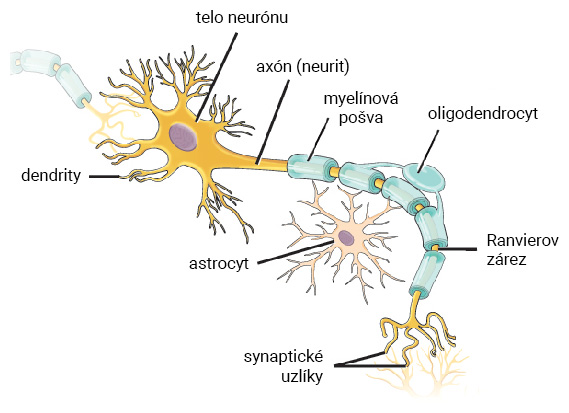 Štruktúra neurónu