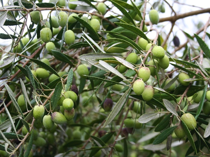 Olivovník európsky
